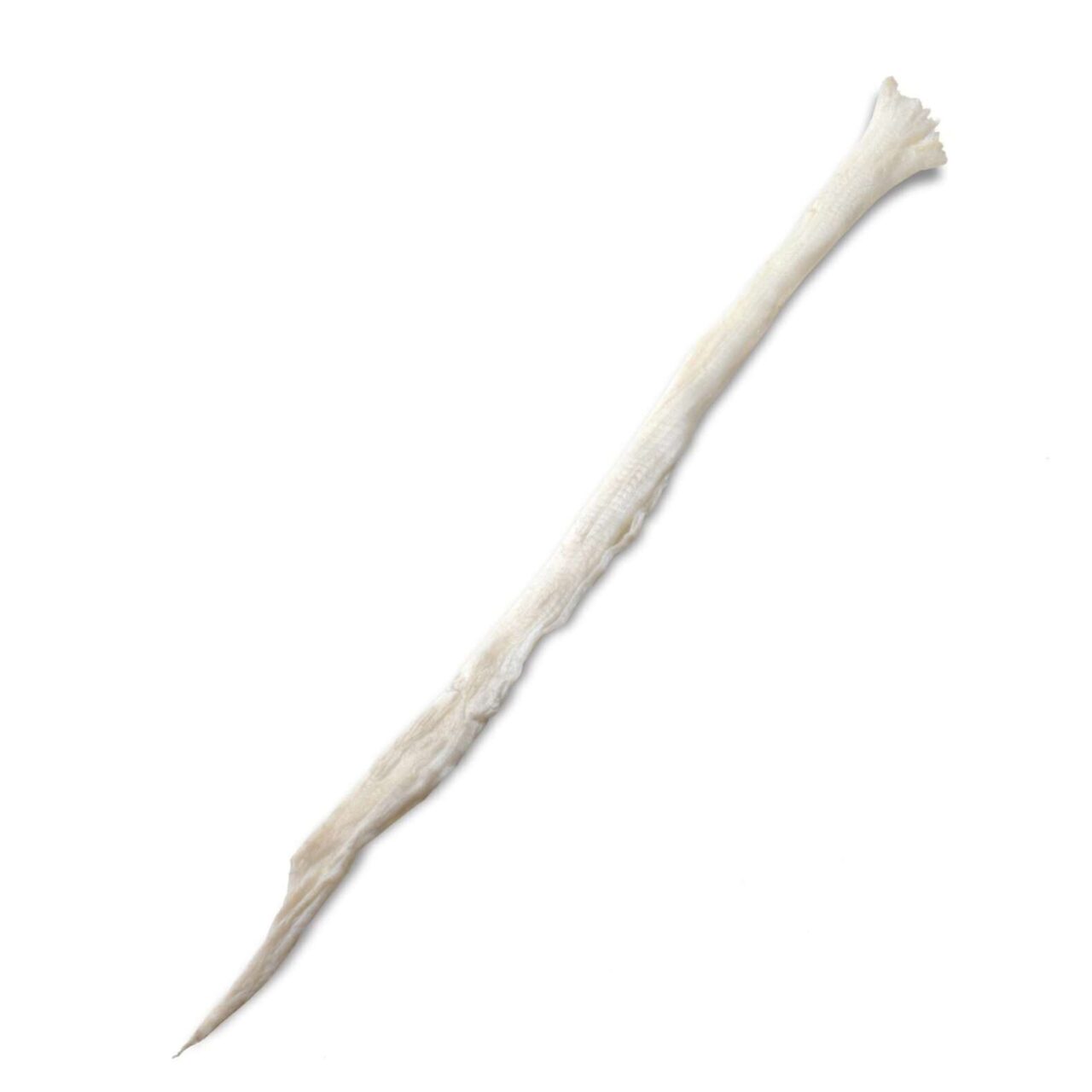 Sehnen