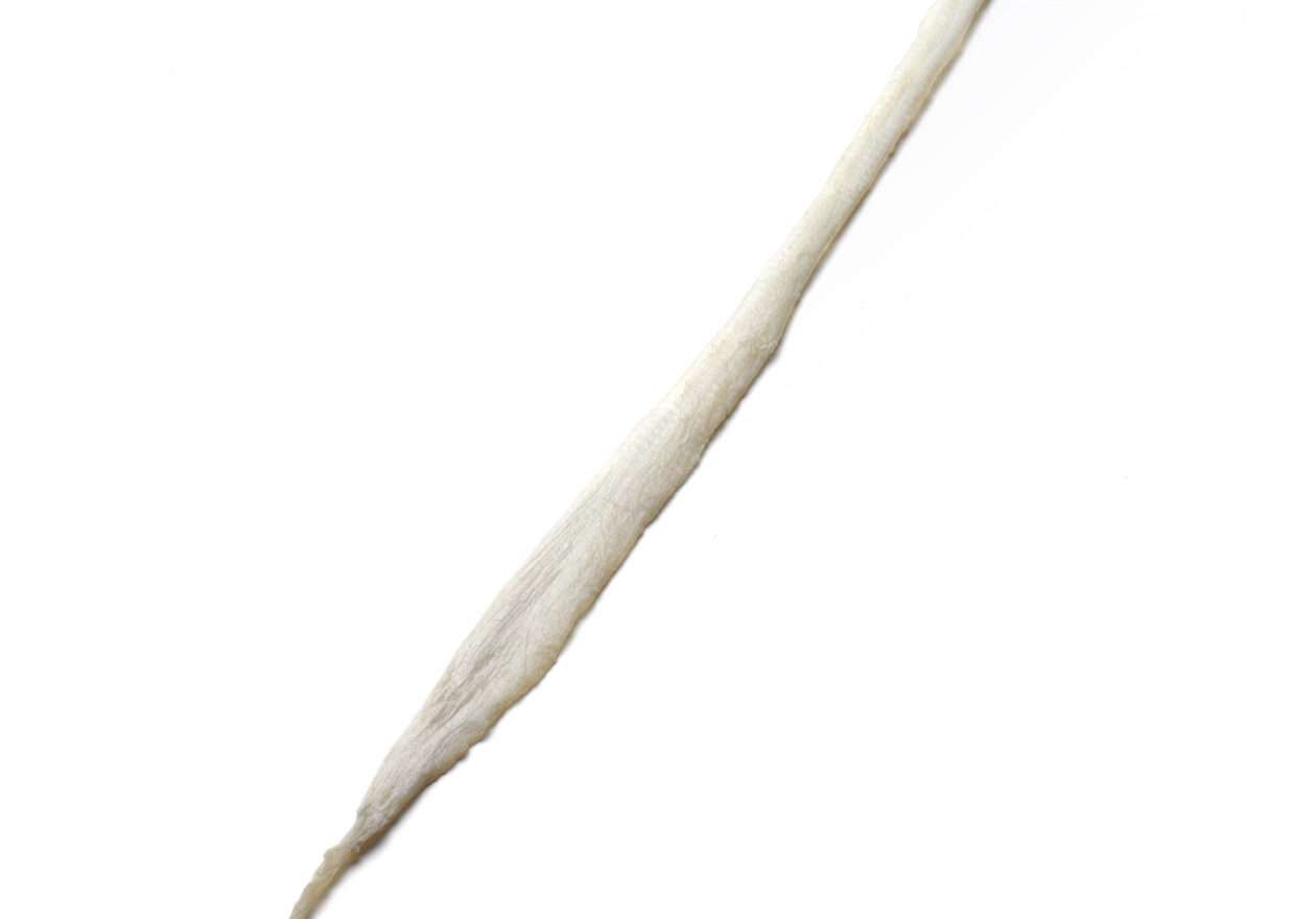 Gracilis-2